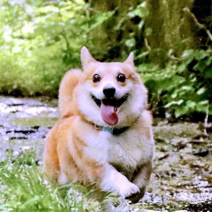 thánh biểu cảm gen